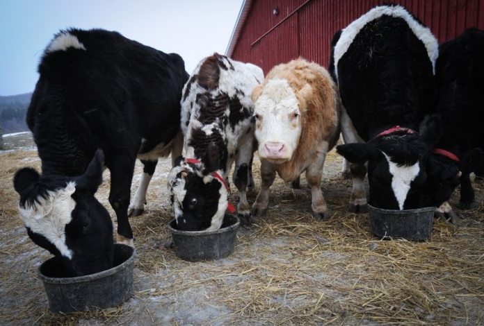 Cow Sanctuary